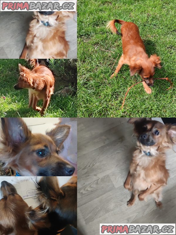 Ruský Toy - poslední dva