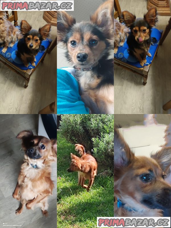 Ruský Toy - poslední dva