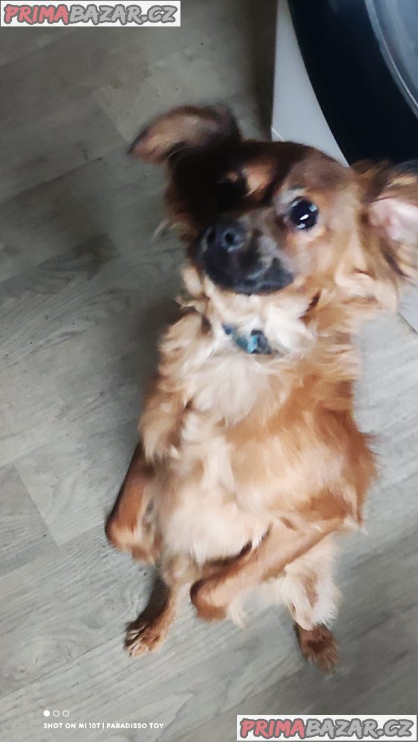 Ruský Toy - poslední dva