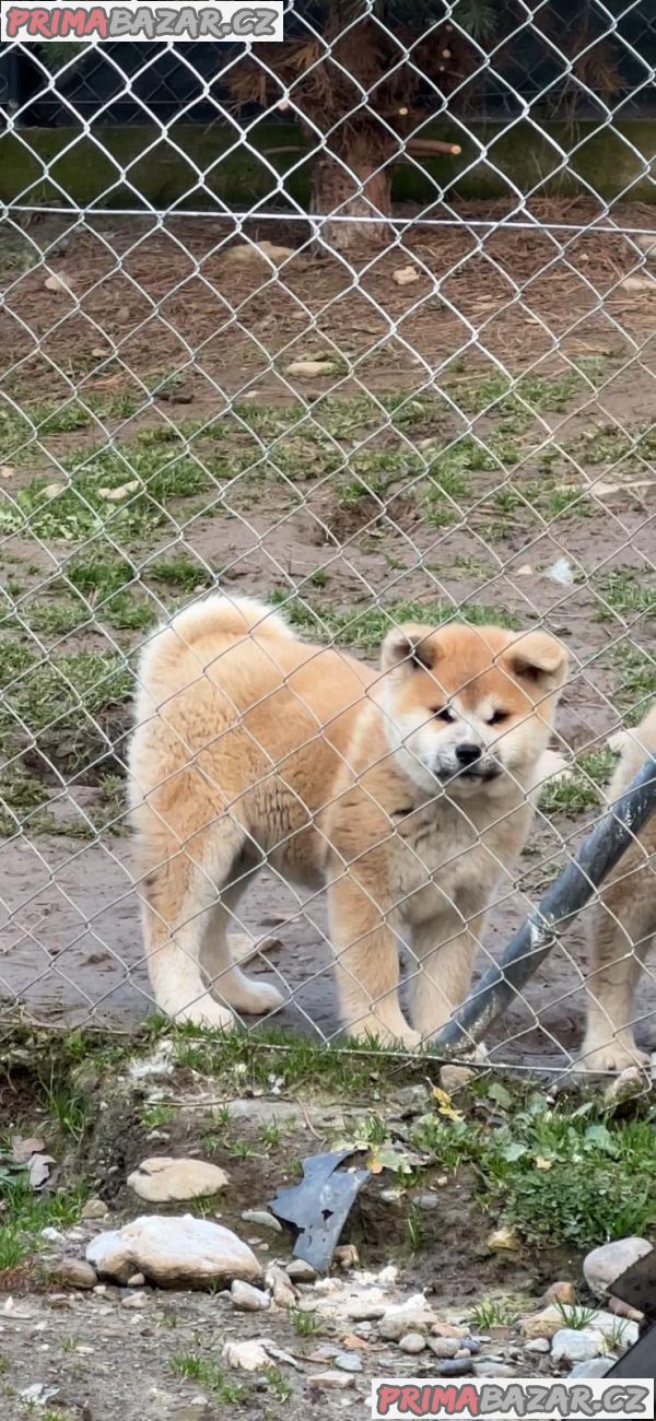 AKITA INU-Japanese Akita-Puppies with FCI papers