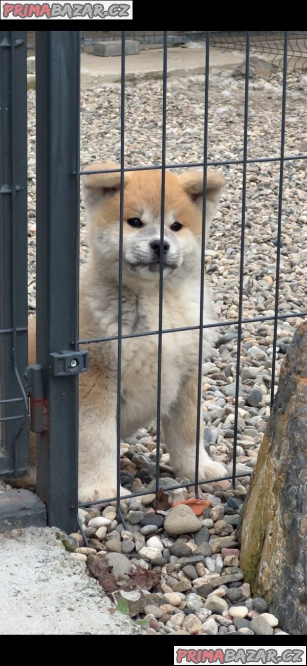 AKITA INU-Japanese Akita-Puppies with FCI papers AKITA INU-Japanese Akita-Puppies with FCI papers