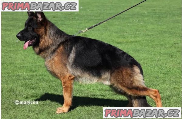 German Shepherd female puppies