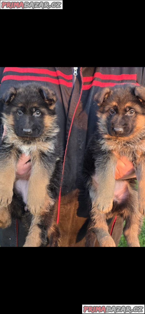 German Shepherd female puppies