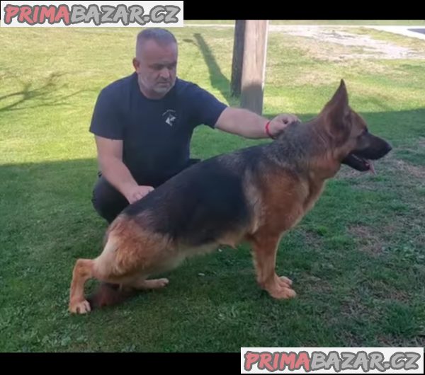 German Shepherd female puppies