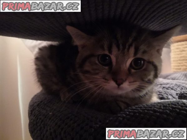 Poslední skotské klapouché koťátko - kocourek