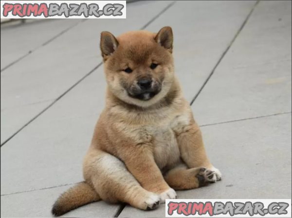 Štěňata Shiba Inu hledají nové domovy