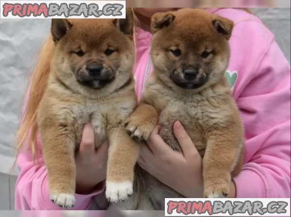 Štěňata Shiba Inu hledají nové domovy