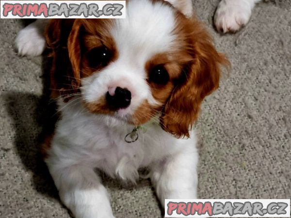 Kavalír King Charles španěl