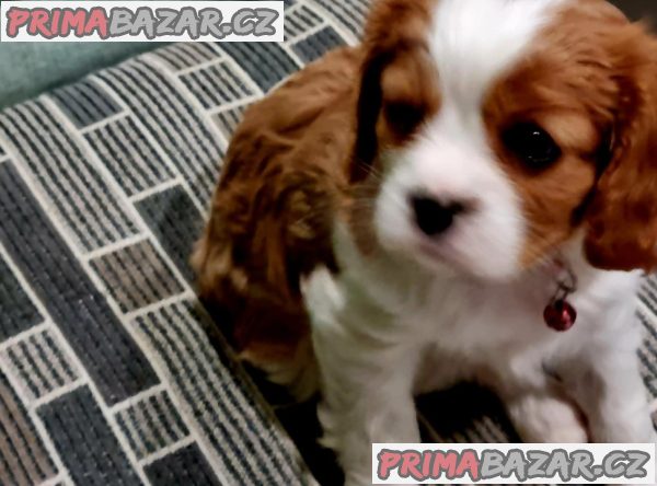 Kavalír King Charles španěl