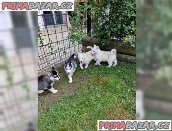 Sibiřského huskyho - štěňátka s PP