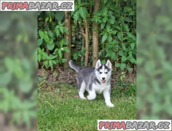 Sibiřského huskyho - štěňátka s PP