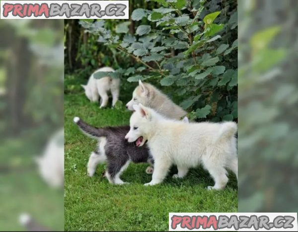 Sibiřského huskyho - štěňátka s PP