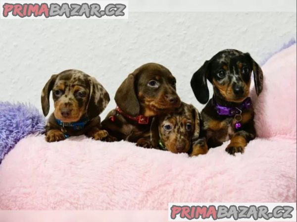 Jezevčík hladkosrstý štěňata s PP