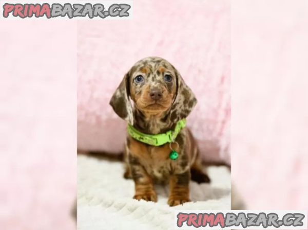 Jezevčík hladkosrstý štěňata s PP