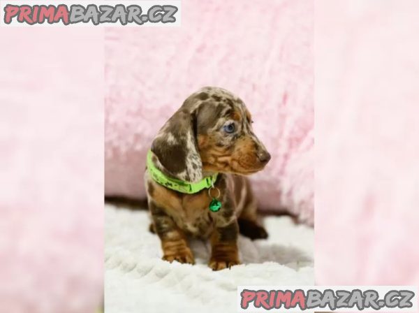 Jezevčík hladkosrstý štěňata s PP