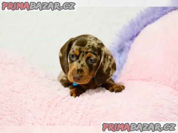 Jezevčík hladkosrstý štěňata s PP