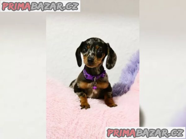 Jezevčík hladkosrstý štěňata s PP