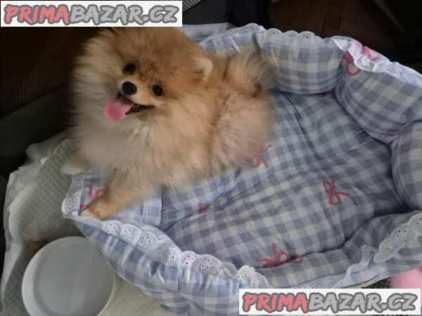 Německý špic trpasličí (Pomeranian) Německý špic trpasličí (Pomeranian)