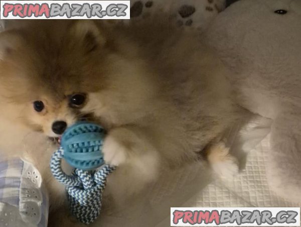 Německý špic trpasličí (Pomeranian) Německý špic trpasličí (Pomeranian)