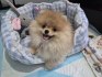 Německý špic trpasličí (Pomeranian)