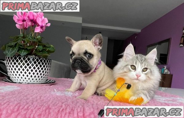 Francouzský buldoček