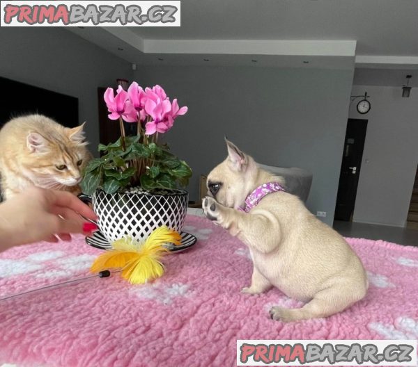 Francouzský buldoček