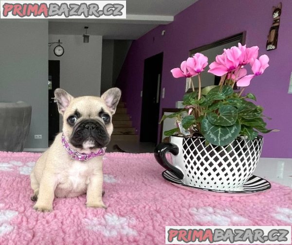 Francouzský buldoček