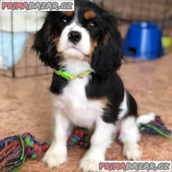 Kavalír King Charles španěl