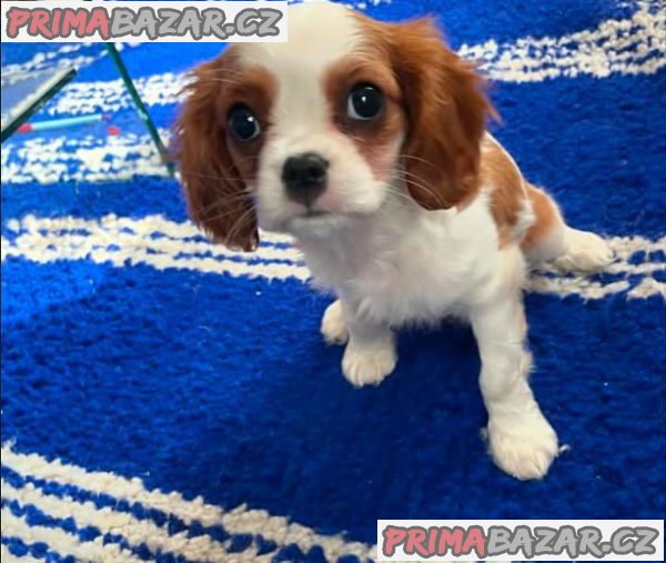 Kavalír King Charles španěl Kavalír King Charles španěl