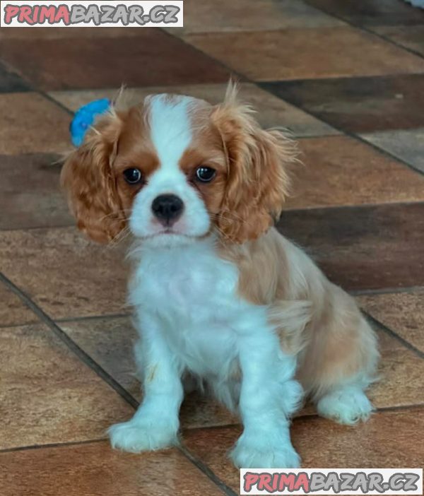 Kavalír King Charles španěl Kavalír King Charles španěl