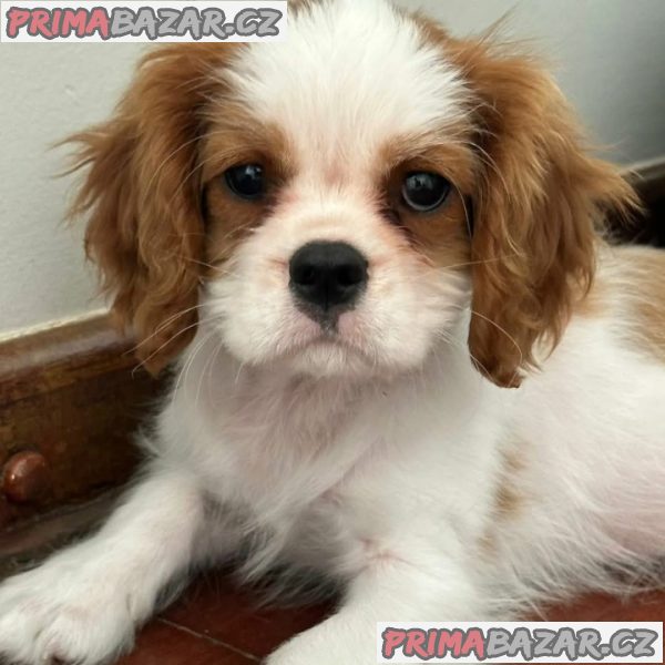 Kavalír King Charles španěl Kavalír King Charles španěl