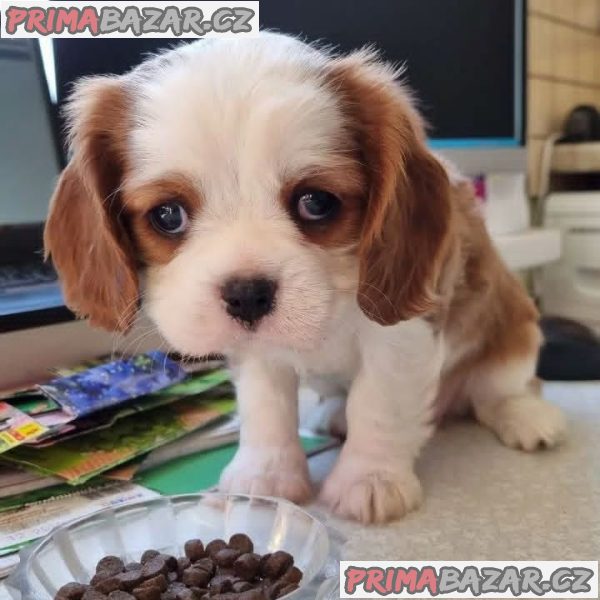 Kavalír King Charles španěl Kavalír King Charles španěl