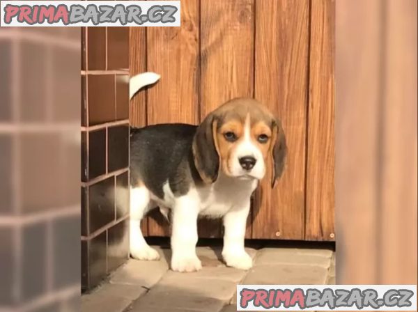 Prodám štenat Bígl