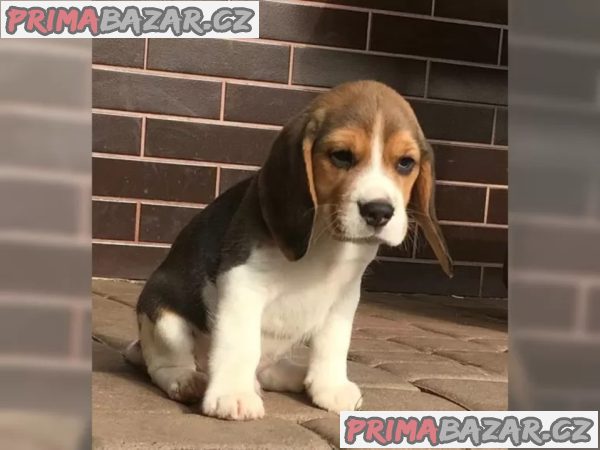 Prodám štenat Bígl