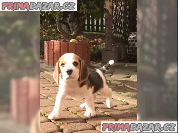 Prodám štenat Bígl