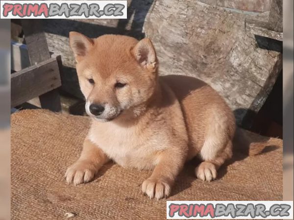 Shiba inu fenka