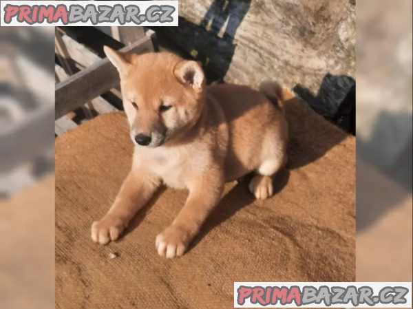 Shiba inu fenka Shiba inu fenka