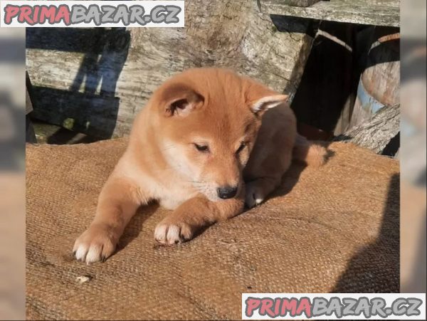 Shiba inu fenka Shiba inu fenka