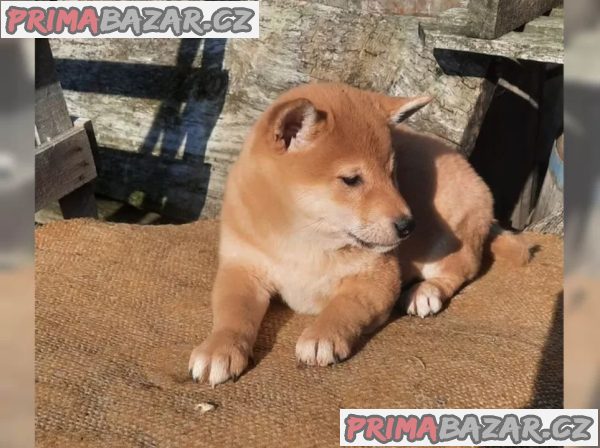 Shiba inu fenka Shiba inu fenka