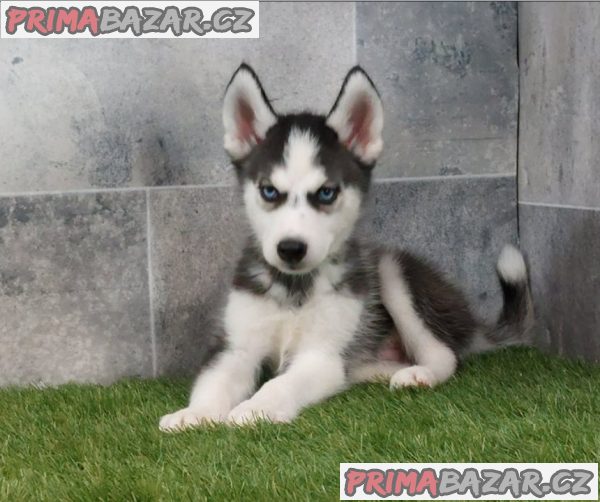 Sibiřský husky štěňata na prodej~ Sibiřský husky štěňata na prodej~