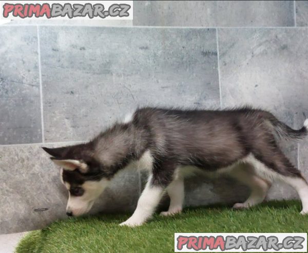 Sibiřský husky štěňata na prodej~ Sibiřský husky štěňata na prodej~