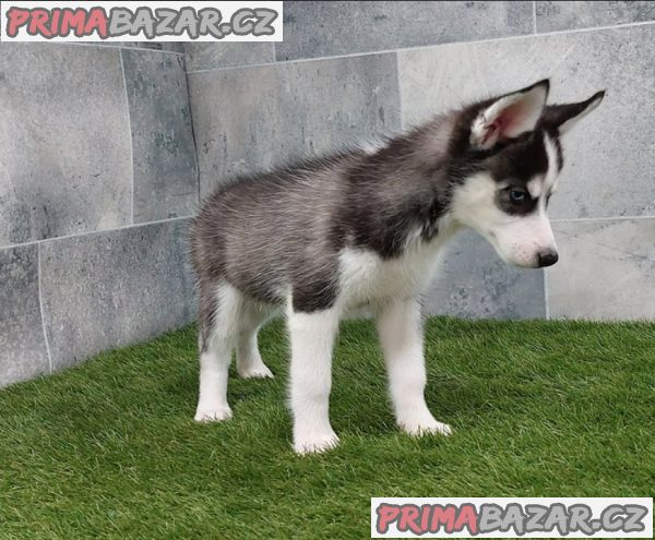 Sibiřský husky štěňata na prodej~ Sibiřský husky štěňata na prodej~
