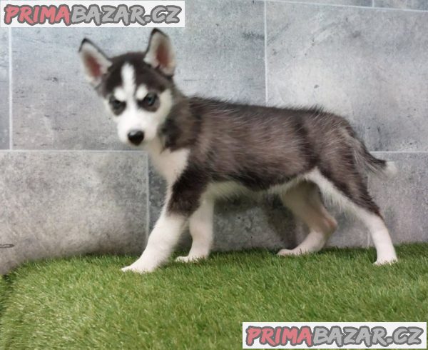 Sibiřský husky štěňata na prodej~ Sibiřský husky štěňata na prodej~