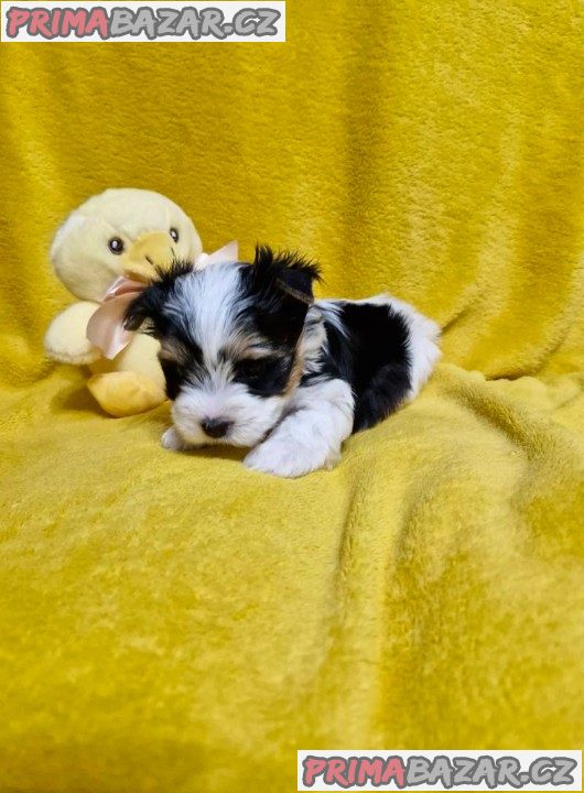 Jorkšírský teriér