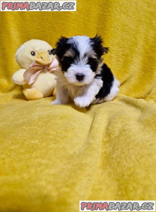 Jorkšírský teriér