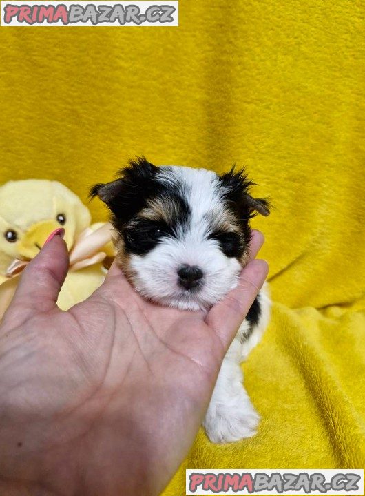 Jorkšírský teriér