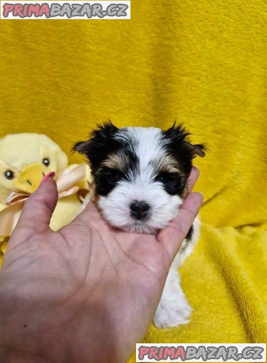 Jorkšírský teriér