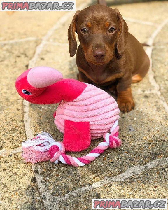 Jezevčík hladkosrstý (fena) s PP