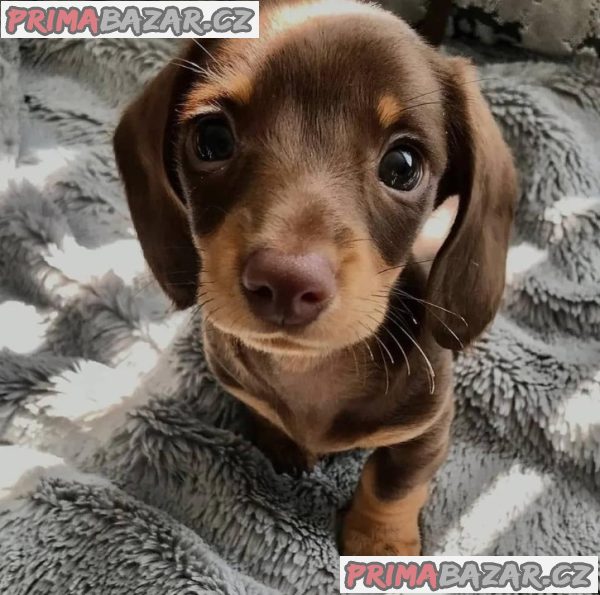 Jezevčík hladkosrstý (fena) s PP