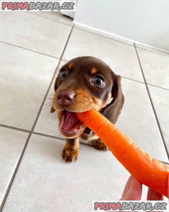 Jezevčík hladkosrstý (fena) s PP